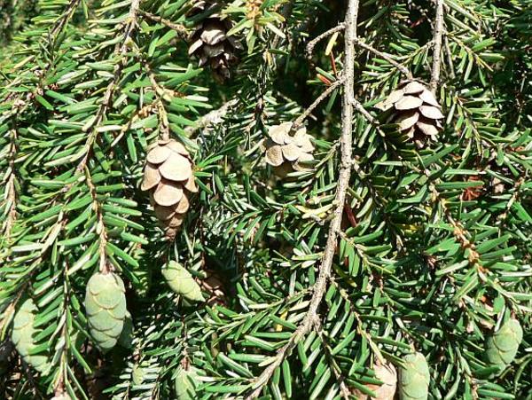 Abies canadensis-pinus canadensis