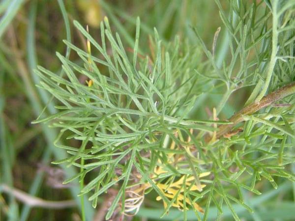 Abrotanum