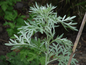 Absinthium