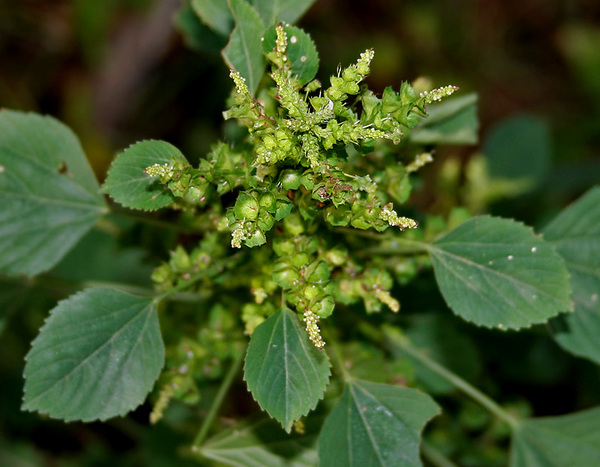 Acalypha indica