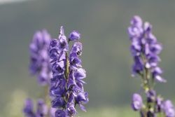 Aconitinum