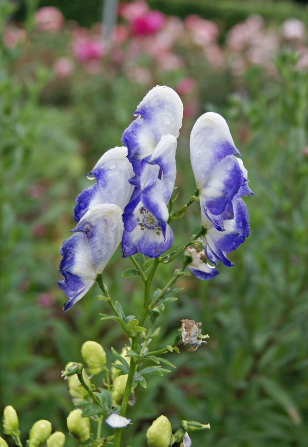 Aconitum cammarum