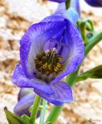 Aconitum napellus