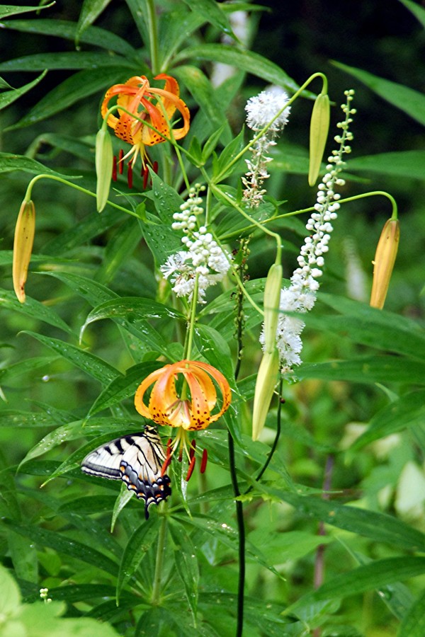 Actea racemosa
