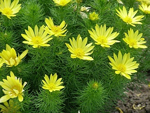 Adonis vernalis