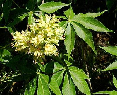 Aesculus glabra