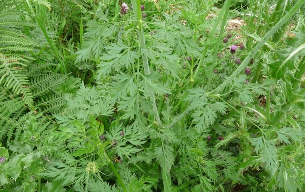 Aethusa cynapium