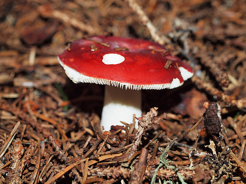Agaricus emeticus