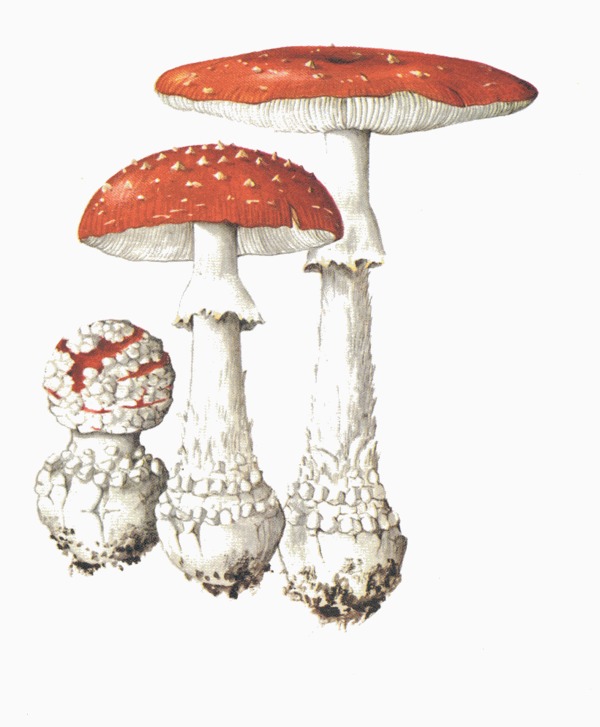Agaricus muscarius