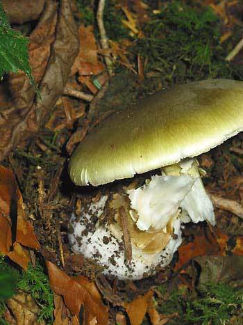 Agaricus phalloides