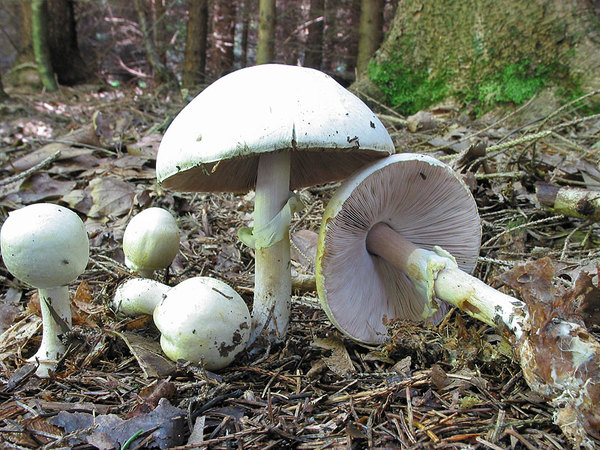 Agaricus