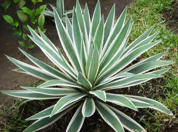 Agave americana