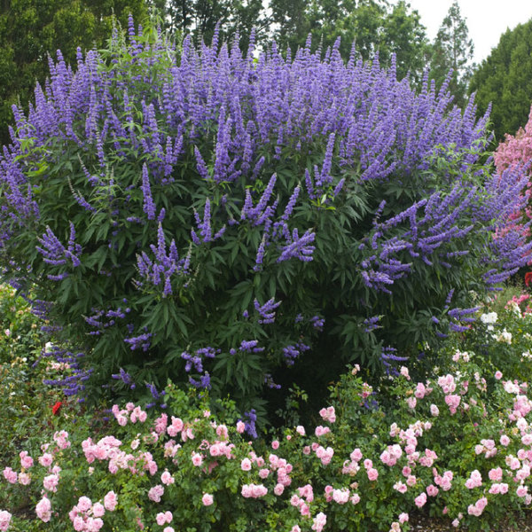 Agnus castus