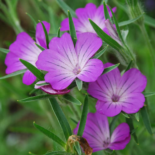 Agrostema githago
