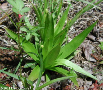 Aletris farinosa