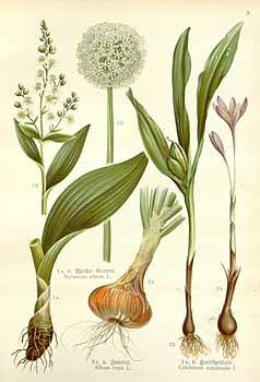 Allium cepa