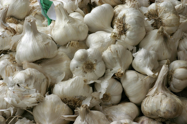 Allium sativum