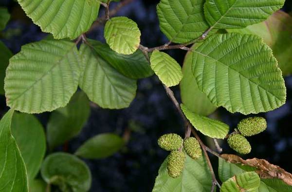 Alnus