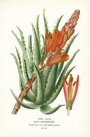 Aloe socotrina