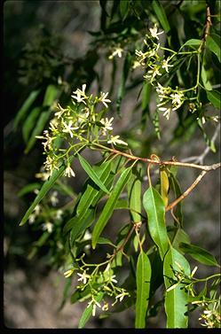 Alstonia constricta
