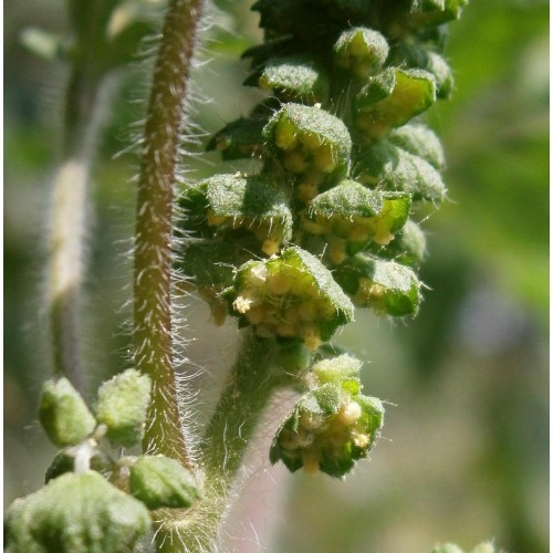 Ambrosia artemisiaefolia
