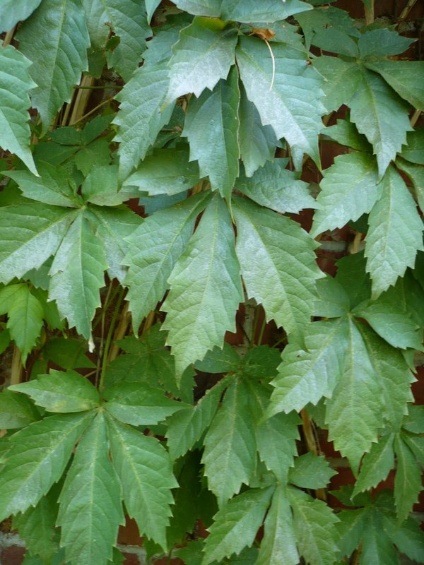Ampelopsis quinquefolia