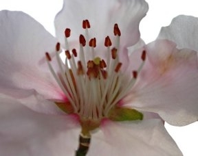 Amygdalae amarae aqua