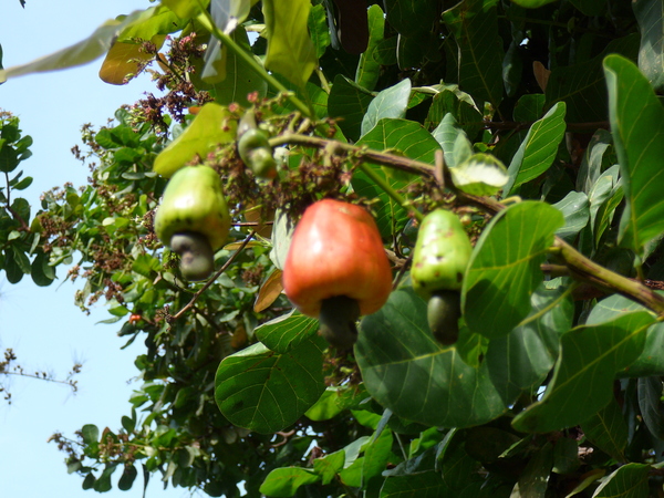 Anacardium occidentale
