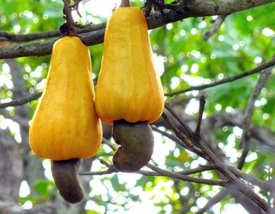 Anacardium orientale