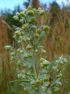Anantherum muricatum