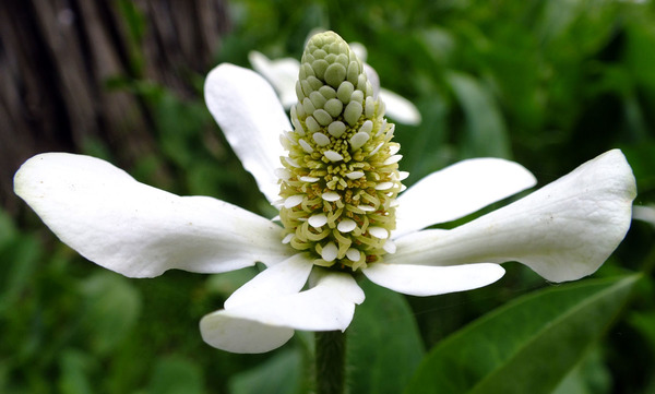 Anemopsis californica