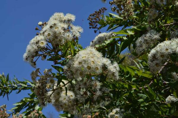 Angophora