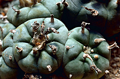 Anhalonium lewinii