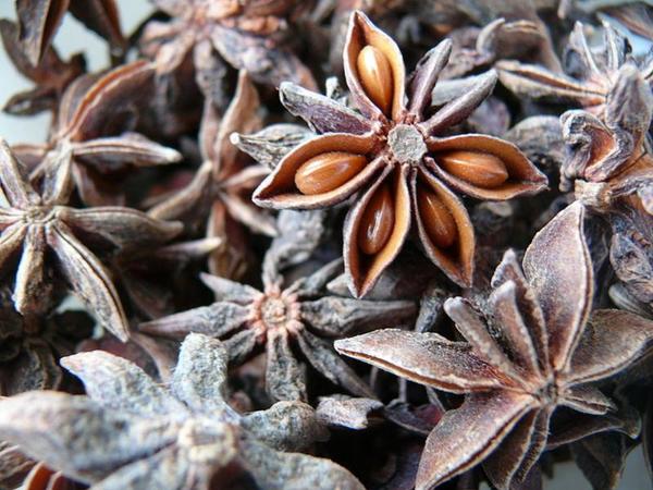 Anisum stellatum