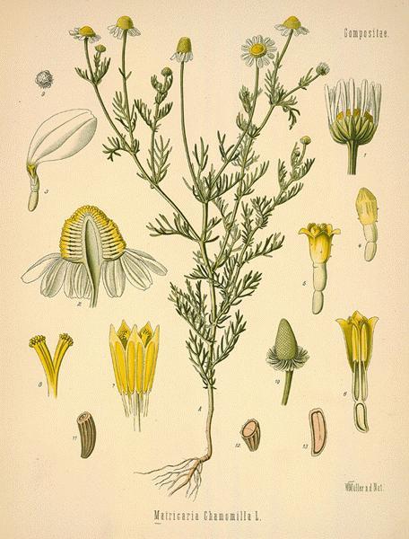 Anthemis nobilis