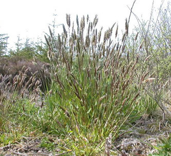Anthoxanthum