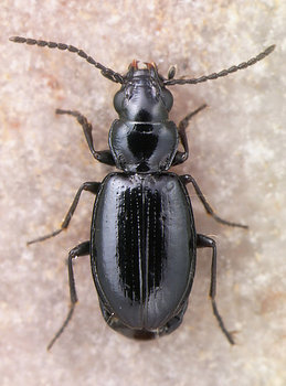 Anthracinum