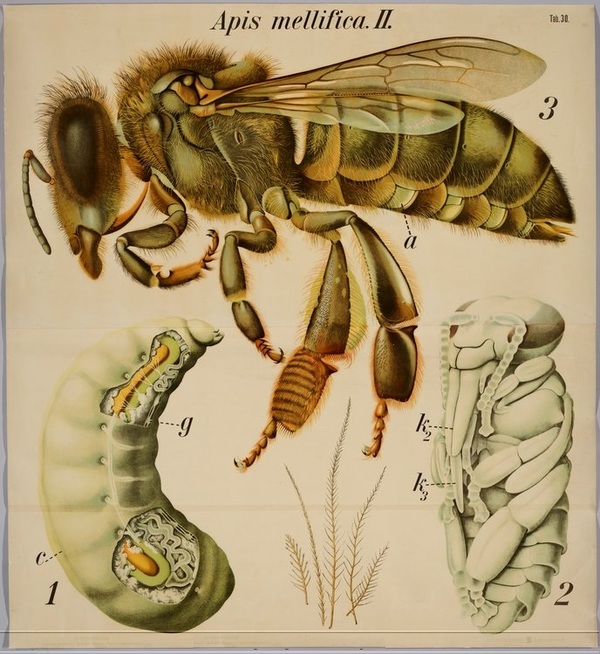 Apis mellifica
