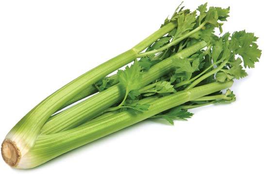 Apium graveolens