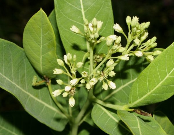 Apocynum cannabinum