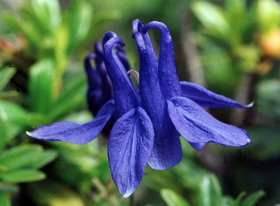 Aquilegia vulgaris