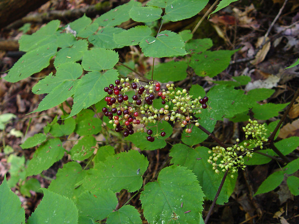 Aralia racemosa