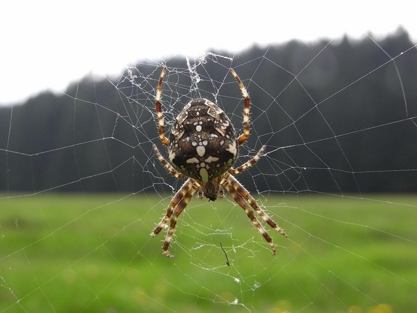 Aranea diadema