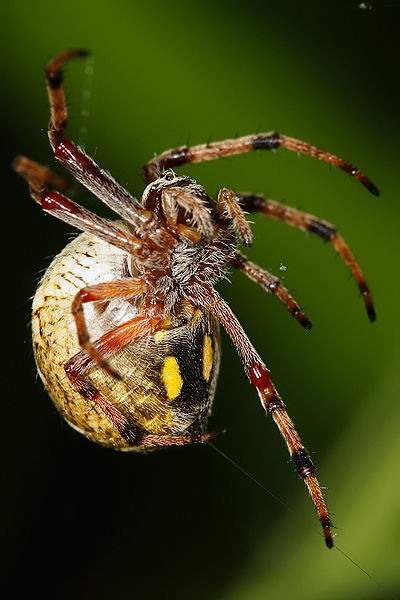 Aranearum tela