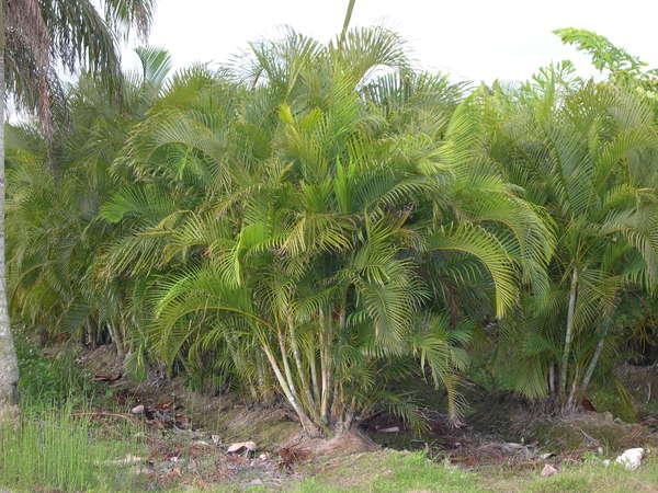 Areca