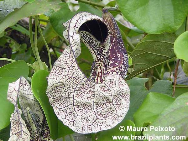 Aristolochia milhomens