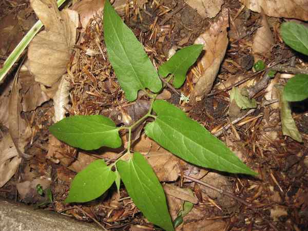 Aristolochia serpentaria