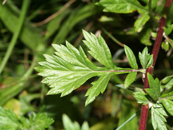 Artemisia vulgaris