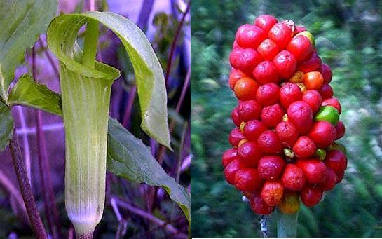Arum dracontium
