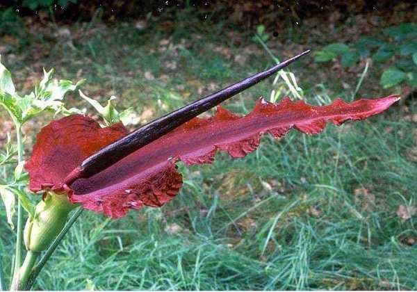 Arum dracunculus